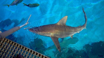 Casino sharks feast on premium fish while tourists shell out $2K for wine bottles - Fox News