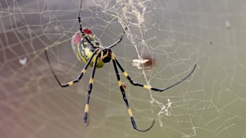 Giant golden spiders could spread this summer; experts downplay health risk