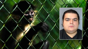 'Deeply disturbing' animal cruelty operation involving baby monkeys busted by ICE investigation