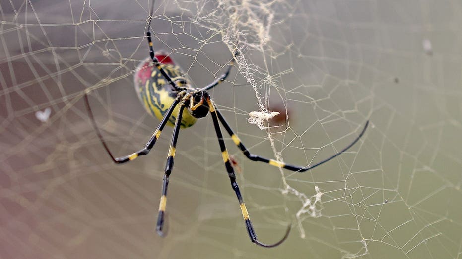 Giant golden spiders could spread this summer; experts downplay health risk