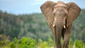 Elephants may have played surprising role in early human survival, study suggests - Fox News