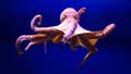 Ancient ocean mystery deepens as long-misidentified fossil is finally revealed by researchers - Fox News
