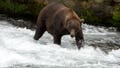 2 US Army soldiers in Alaska injured in bear attack during training exercise - Fox News
