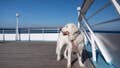 Travelers clash over whether cruise lines should allow dogs and cats on board or not - Fox News