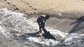Heart-pounding video shows fisherman leaping into ocean to save great white shark - Fox News