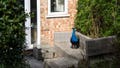 Hungry peacock taps on windows for food, helps himself to fruit and peanuts in neighborhood homes - Fox News