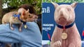 Seven-foot statue unveiled honoring Magawa, award-winning rat who found more than 100 landmines in Cambodia - Fox News