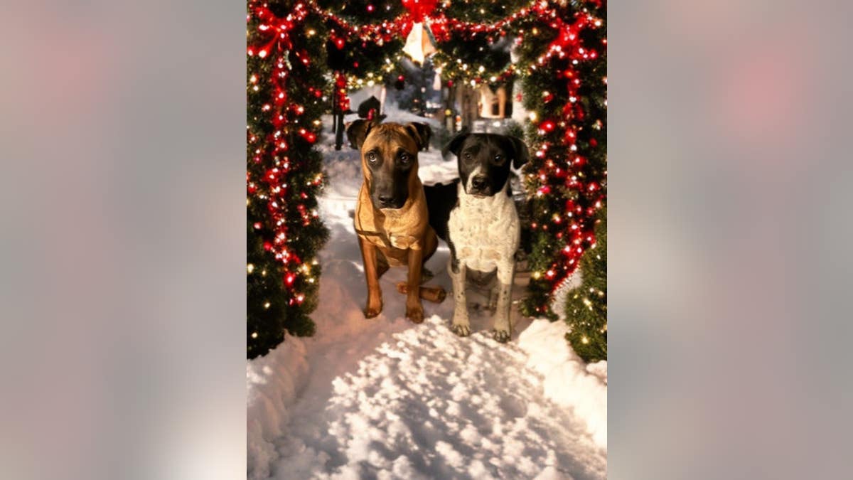 two dogs standing in the snow under Christmas decorations