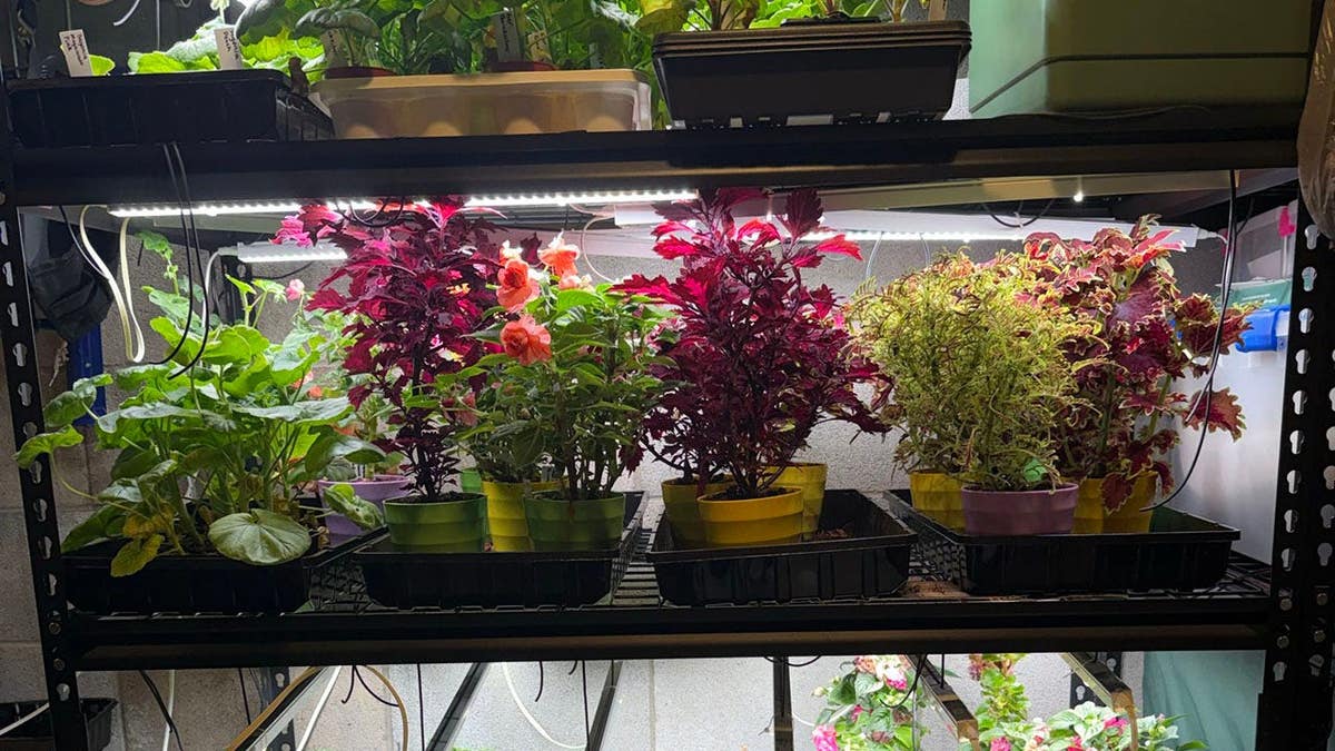 Plants being grown by Mrs. Screencaps for her 2026 garden.