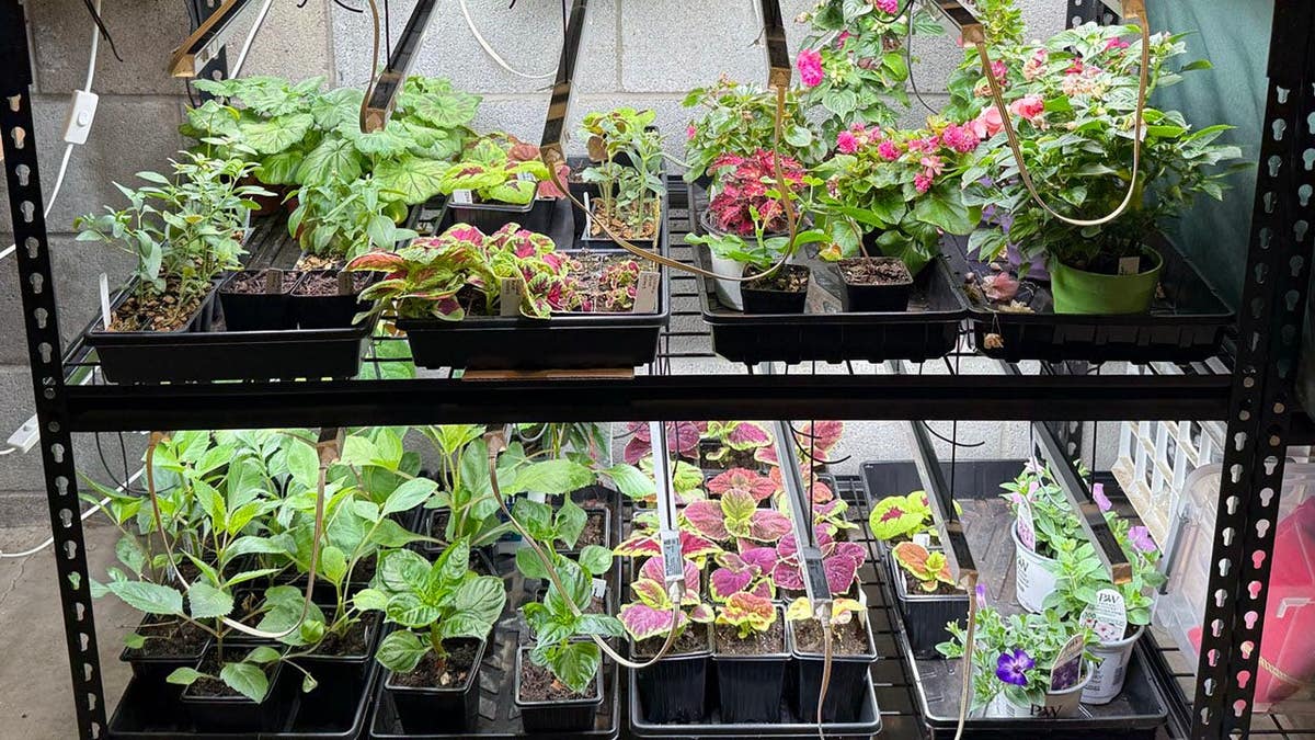 Plants being grown by Mrs. Screencaps in her indoor grow op