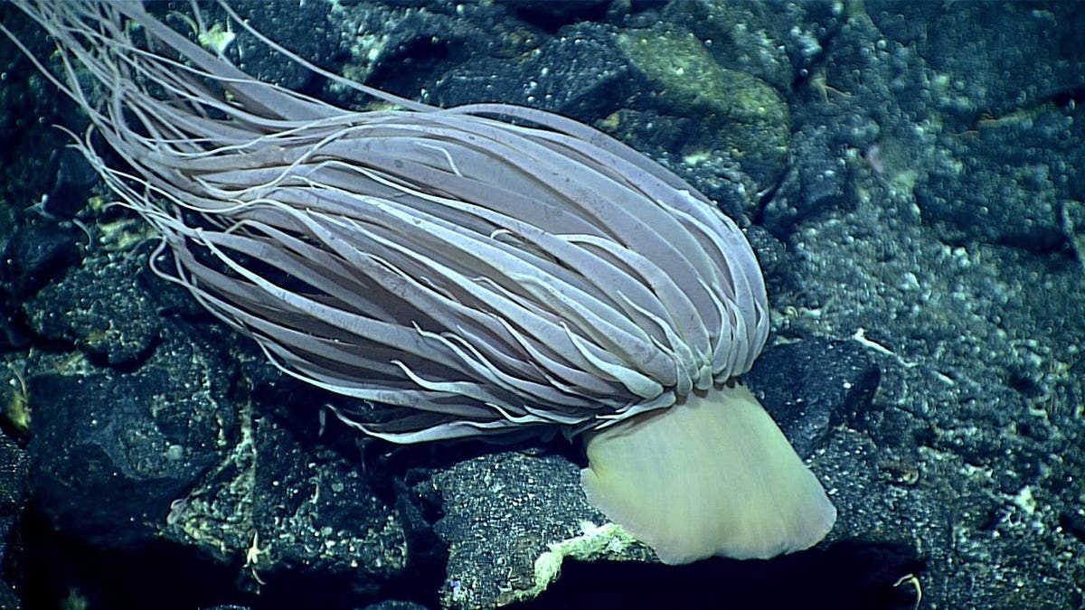 Relicanthus daphneae connected  oversea  floor