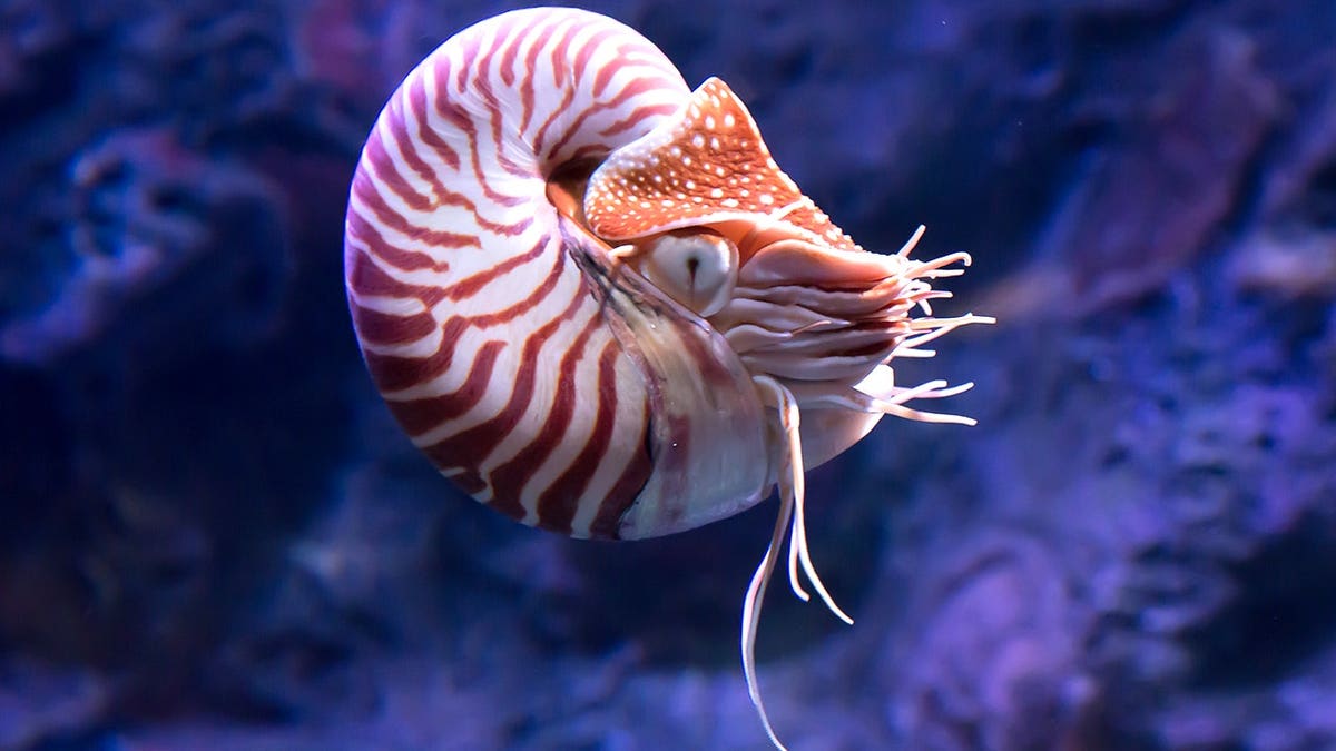 View of nautilus underwater