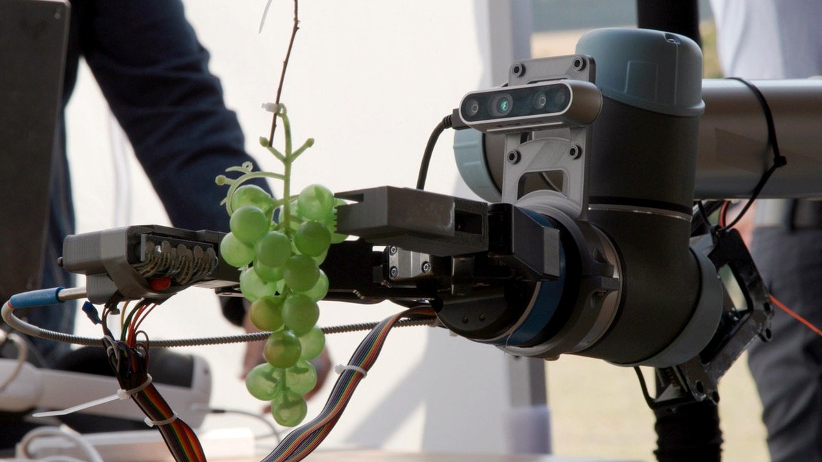 AI powered tool detecting green grapes ripeness.
