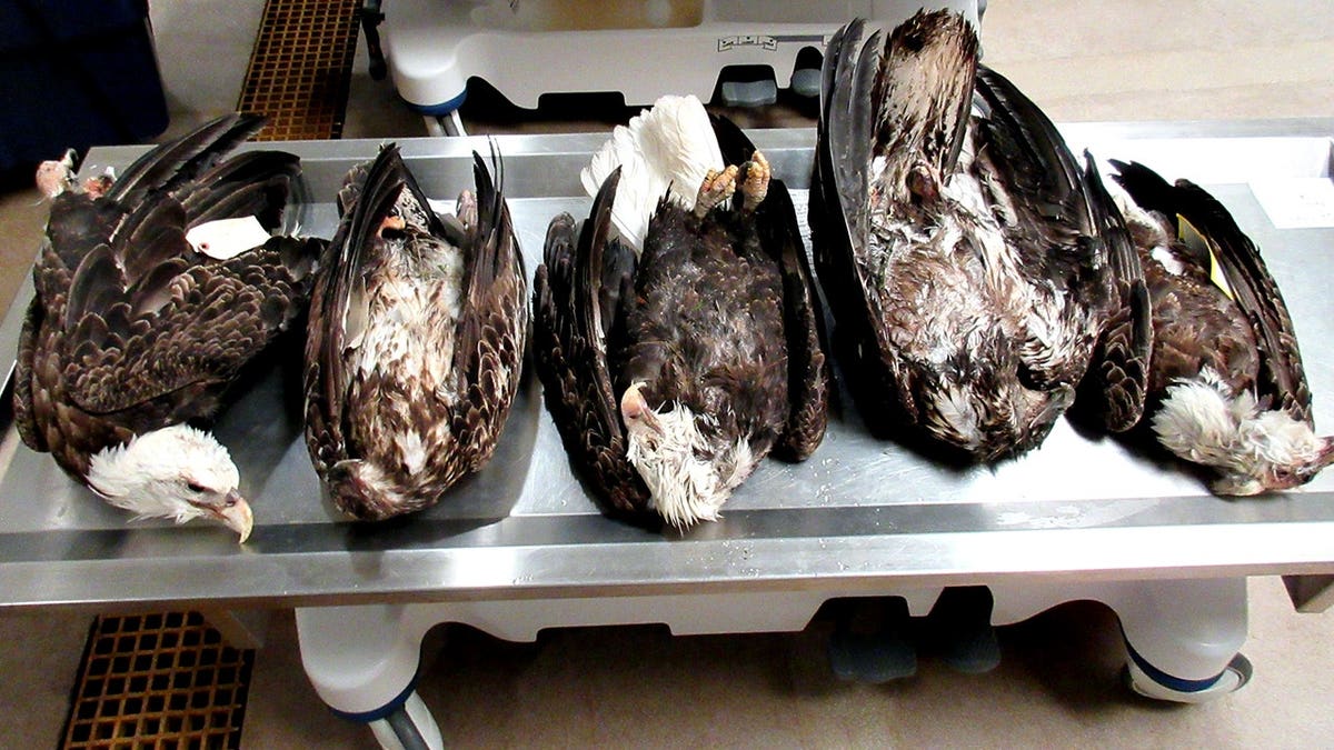 five dead bald eagles on a table