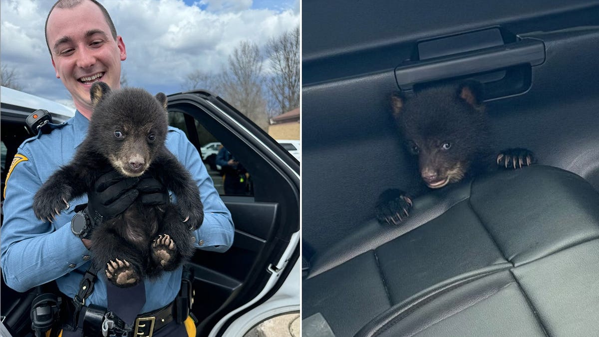 New Jersey State Police officer carrying a bear cub in front of the white cop car.