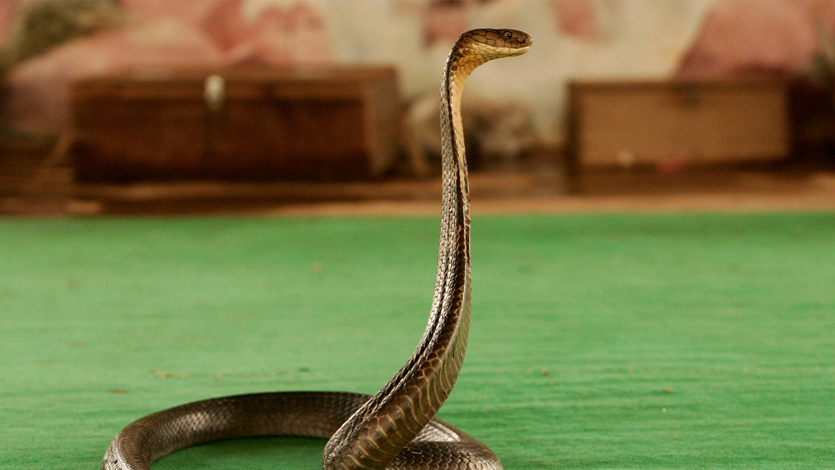 cobra on green floor