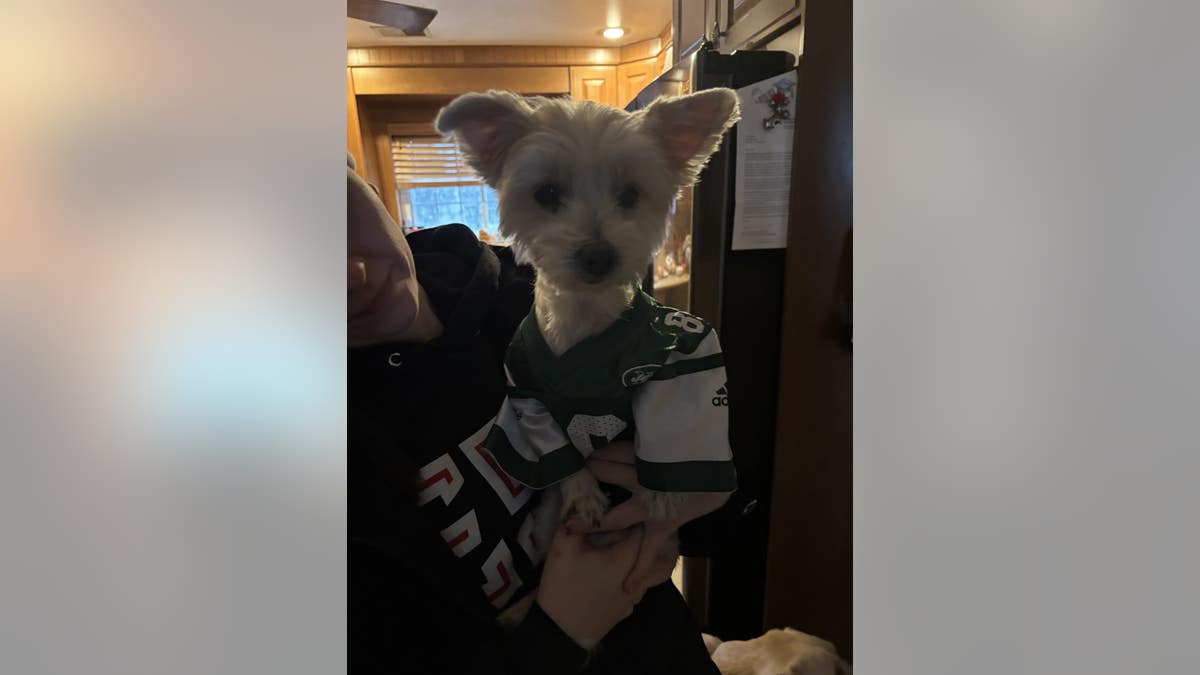 small white dog in a Jets jersey