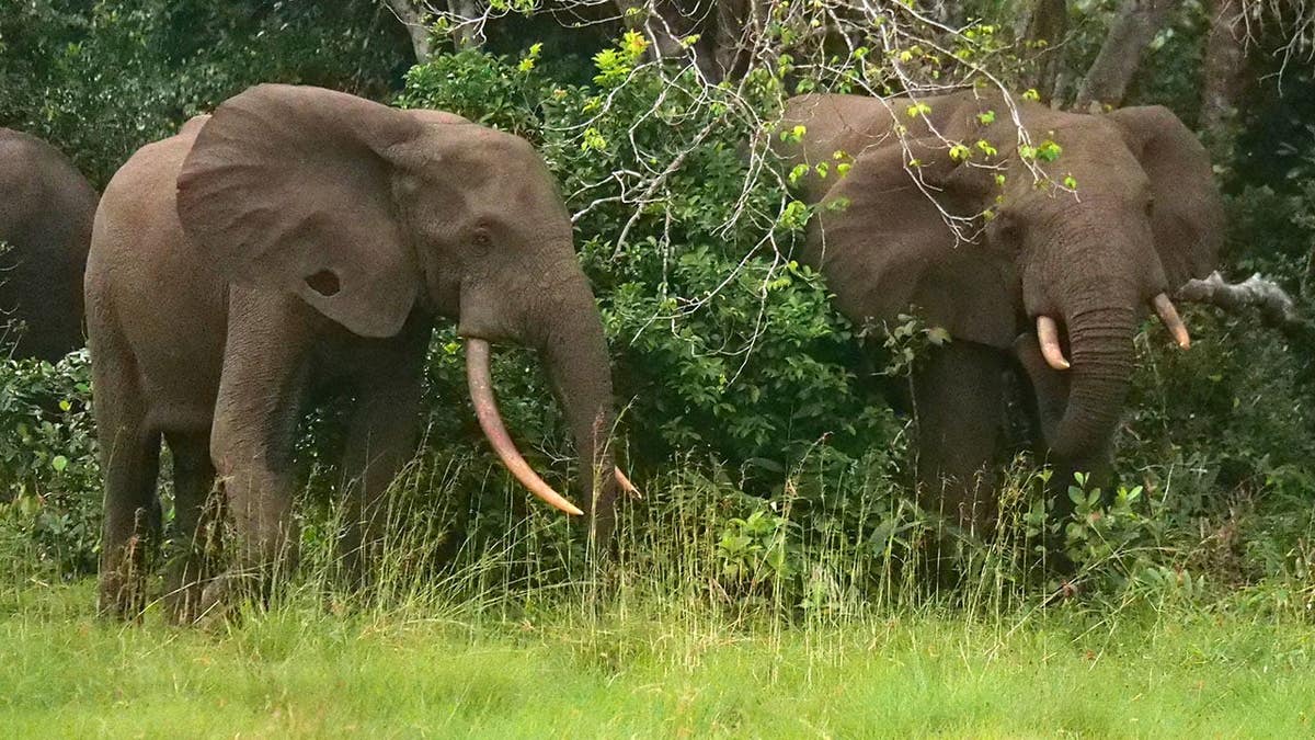 Elephants standing at the edge of a forest in Pongara National Park near Libreville Gabon