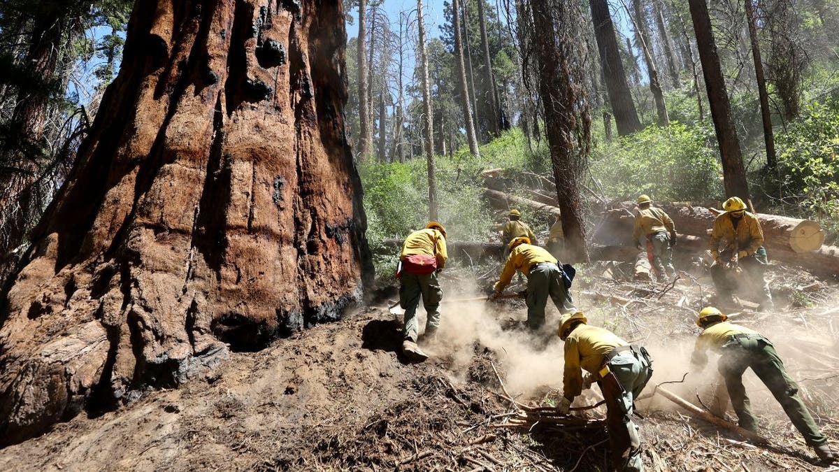 Forest Service crew clearing debris near giant sequoia trees