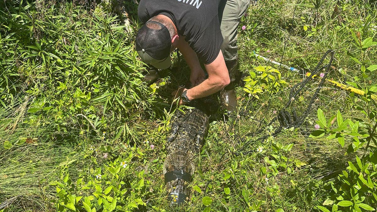 foto de jacaré da Flórida