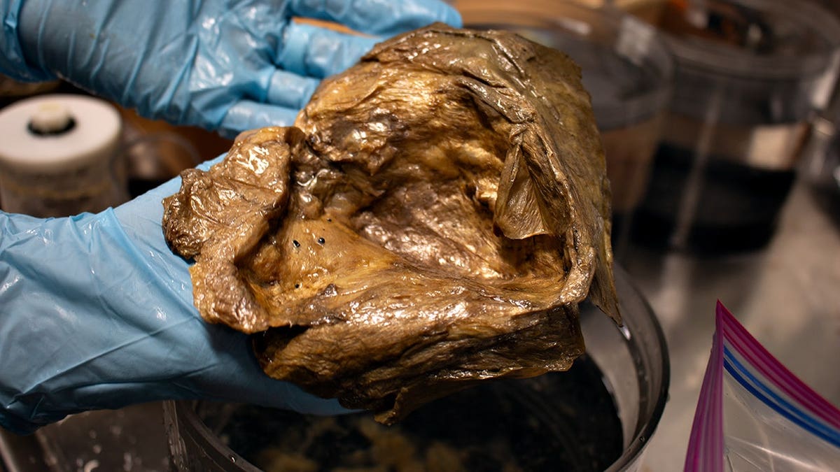 A idiosyncratic    successful  latex gloves holds the mysterious aureate  orb