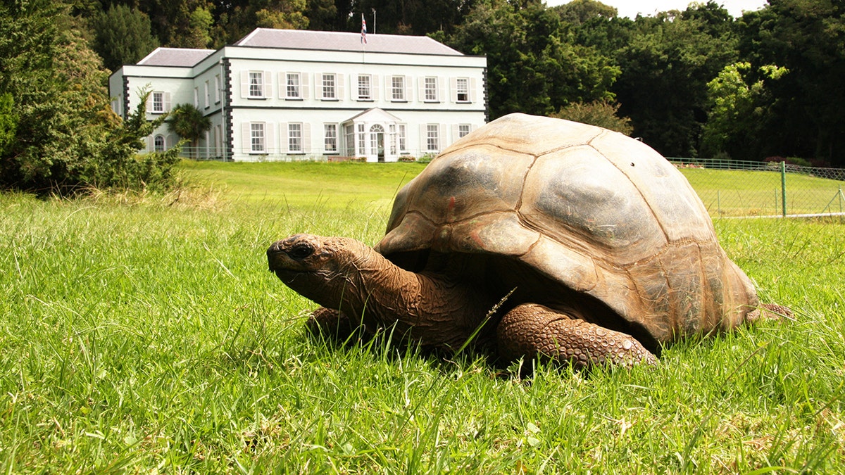 Jonathan the oldest tortoise sitting in the grass near Plantation House.