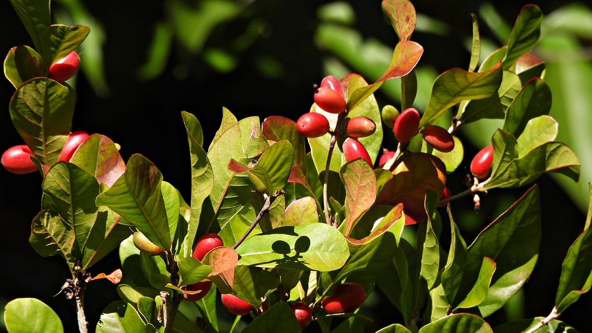 Miracle fruit tree with small red fruits on branches