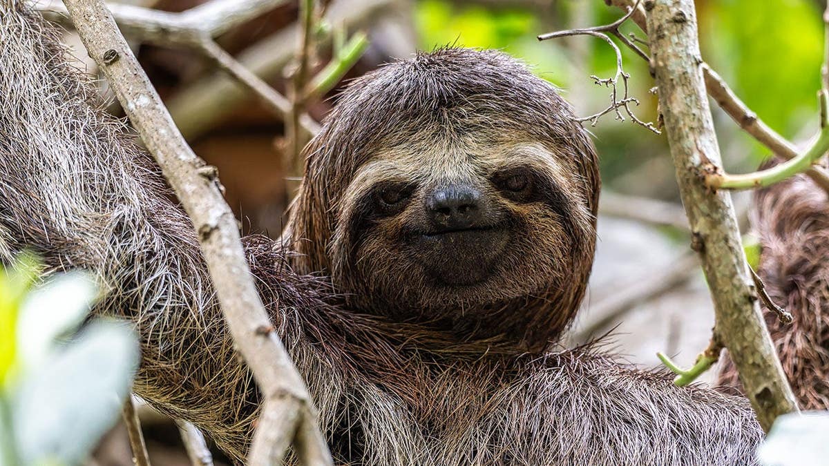 Brown-throated sloth resting on a branch at the Jari Canal sloth path