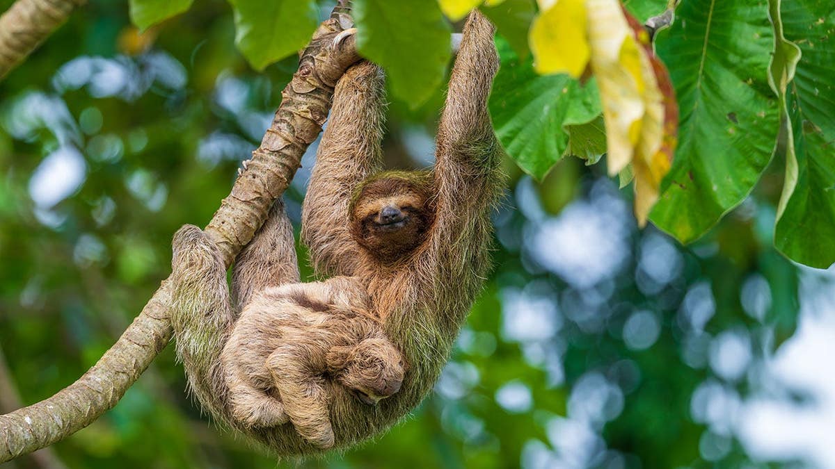 Brown-throated sloth hanging from a tree branch in a forest