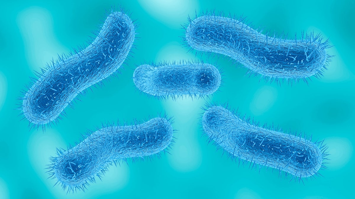 Shigella bacteria