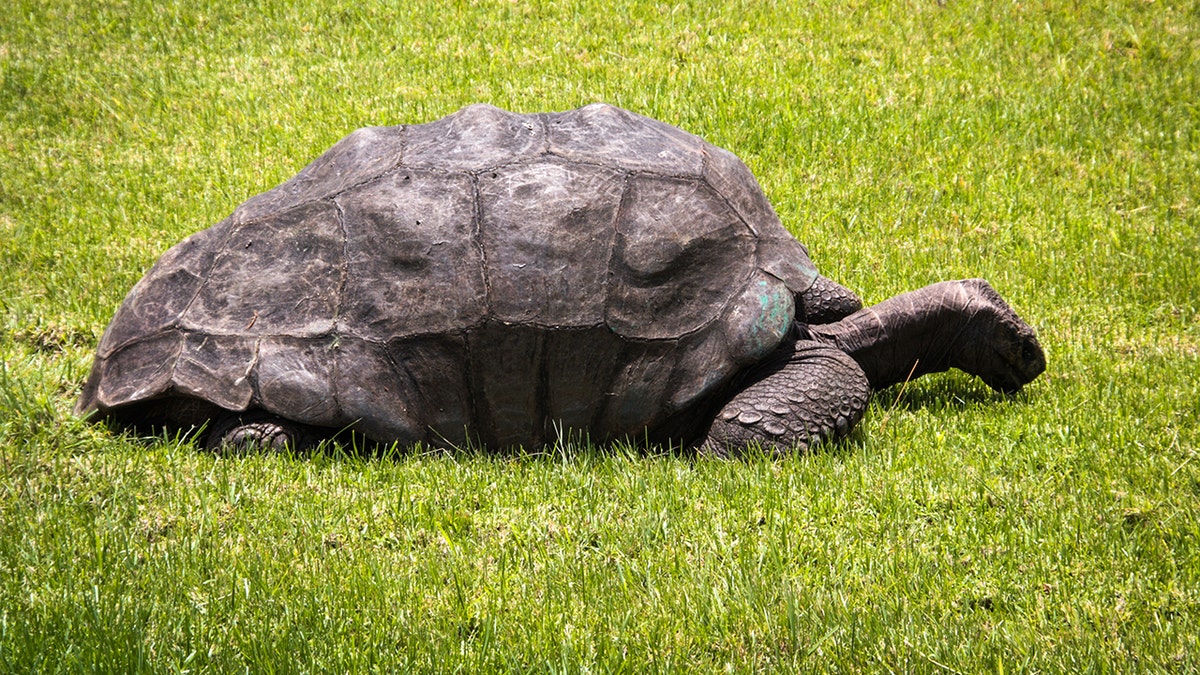 Jonathan a massive tortoise sitting in the grass.
