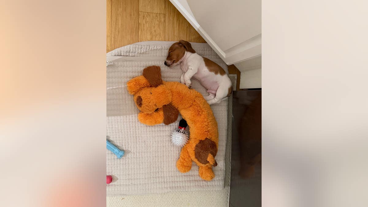tiny dog sleeps by a toy