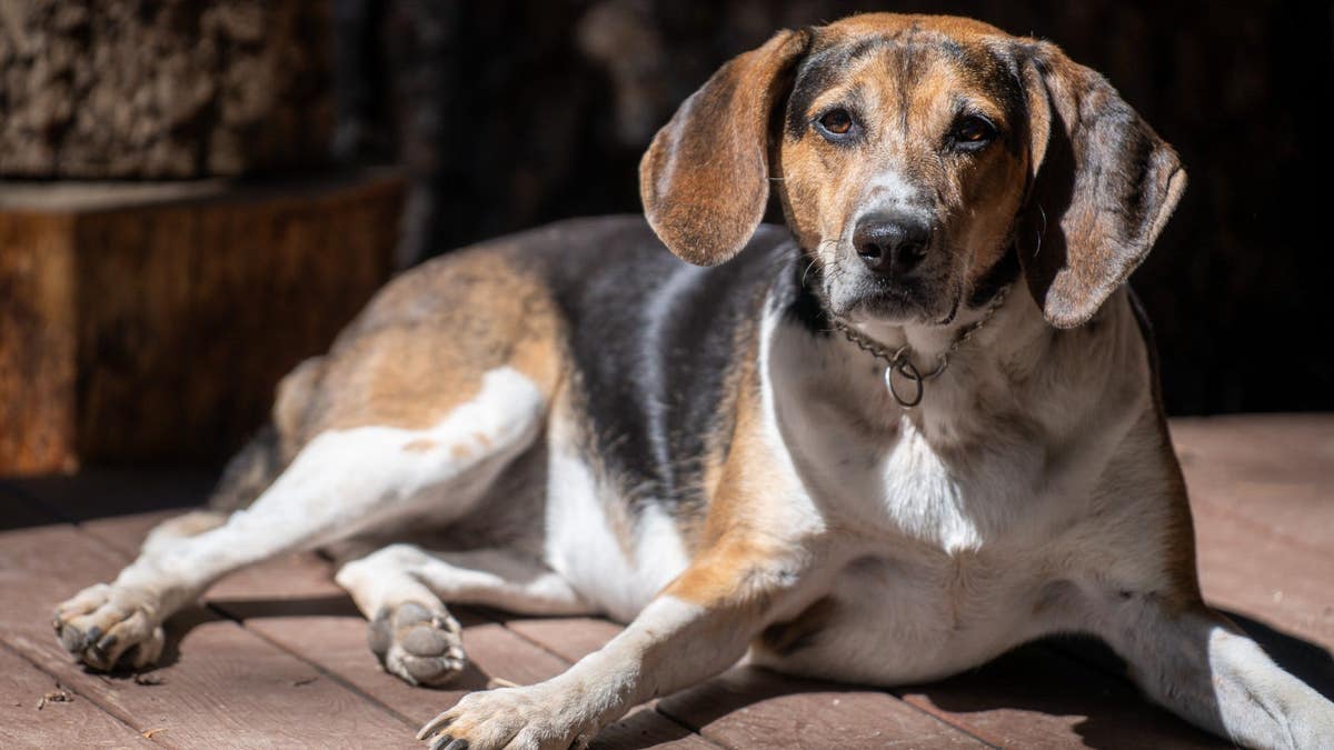 treeing walker coonhound named Mildred