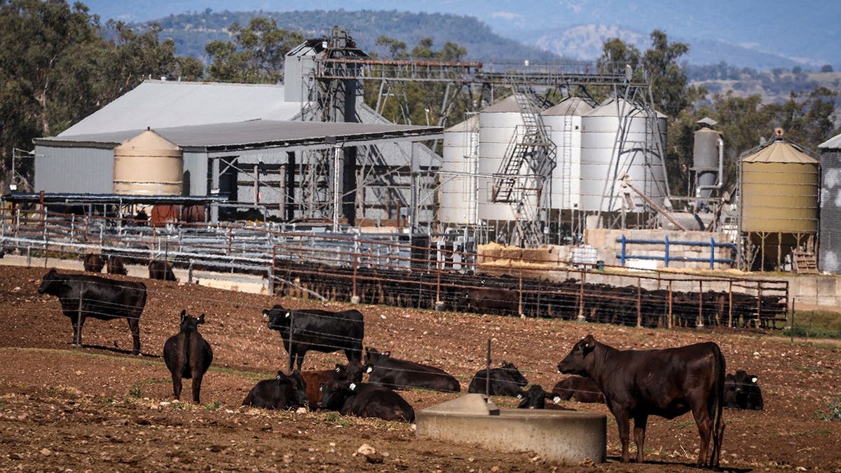 Wagyu cattle grazing on Phillip Warmoll's farm near Gunnedah, New South Wales