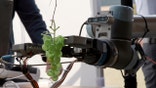 AI-powered grape ripeness detector handheld sensor measuring grape ripeness