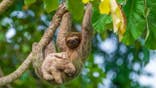 Brown-throated sloth hanging from a tree branch in a forest