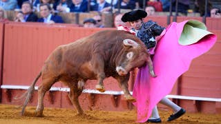 Bullfighter suffers perforated rectum after being gored in comeback from retirement