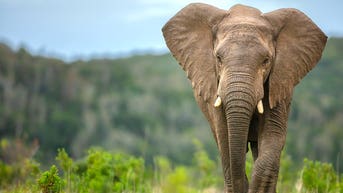 Elephants may have played surprising role in early human survival, study suggests - Fox News
