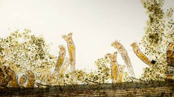 Microscopic animal revived after millennia frozen defies limits of biology - Fox News