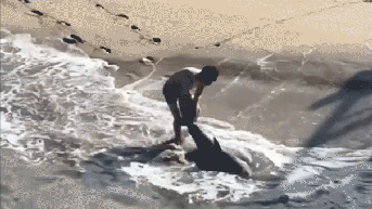 Young fisherman leaps into ocean, battles waves to untangle great white shark - Fox News