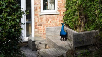 Hungry peacock taps on windows for food, helps himself to fruit and peanuts in neighborhood homes - Fox News