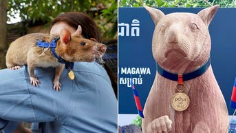 Seven-foot statue unveiled honoring Magawa, award-winning rat who found more than 100 landmines in Cambodia - Fox News