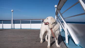 Travelers clash over whether cruise lines should allow dogs and cats on board or not