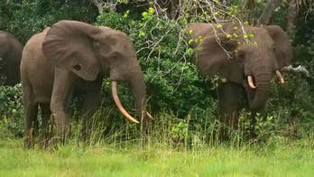 California millionaire trampled to death by elephants while on African hunting expedition