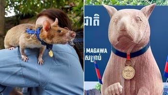 Seven-foot statue unveiled honoring Magawa, award-winning rat who found more than 100 landmines in Cambodia