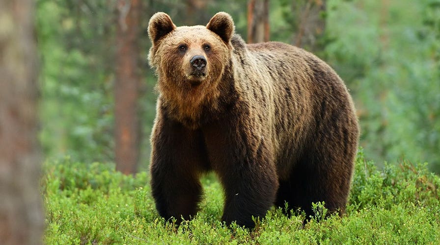 Fox News Flash top sports headlines for April 19