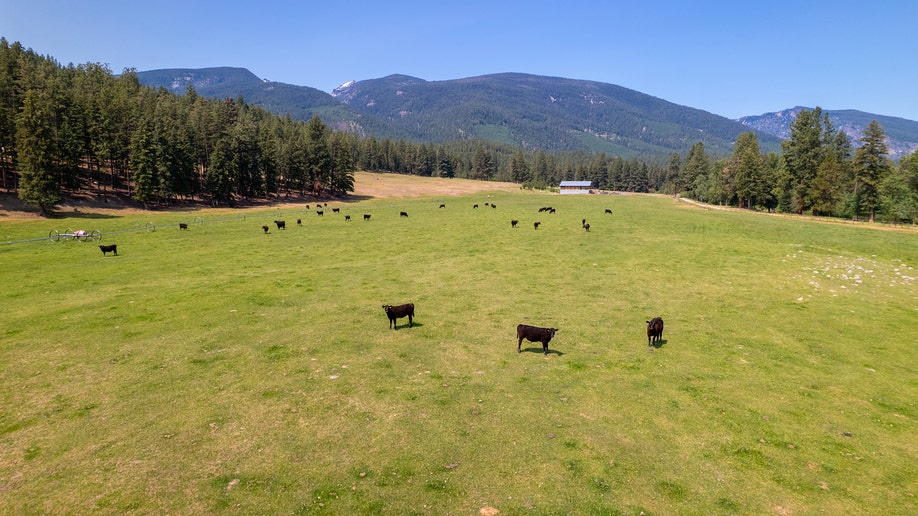 Black Angus cattle grazing in open pasture surrounded by trees and mountains
