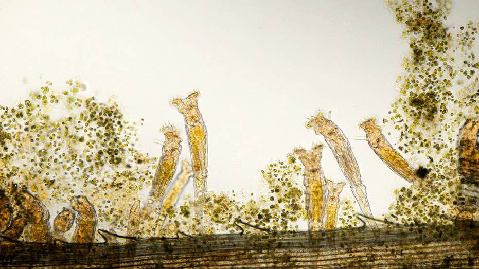 Scientists revive ancient 24,000-year-old ‘zombie worm’ from Arctic ice — then it reproduced