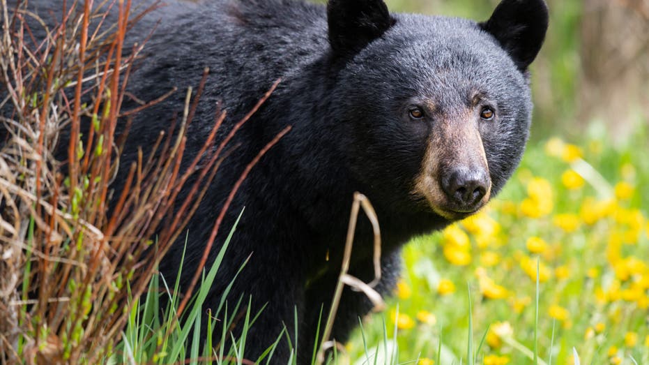 Cat stands its ground against a black bear and comes out on top in viral TikTok video