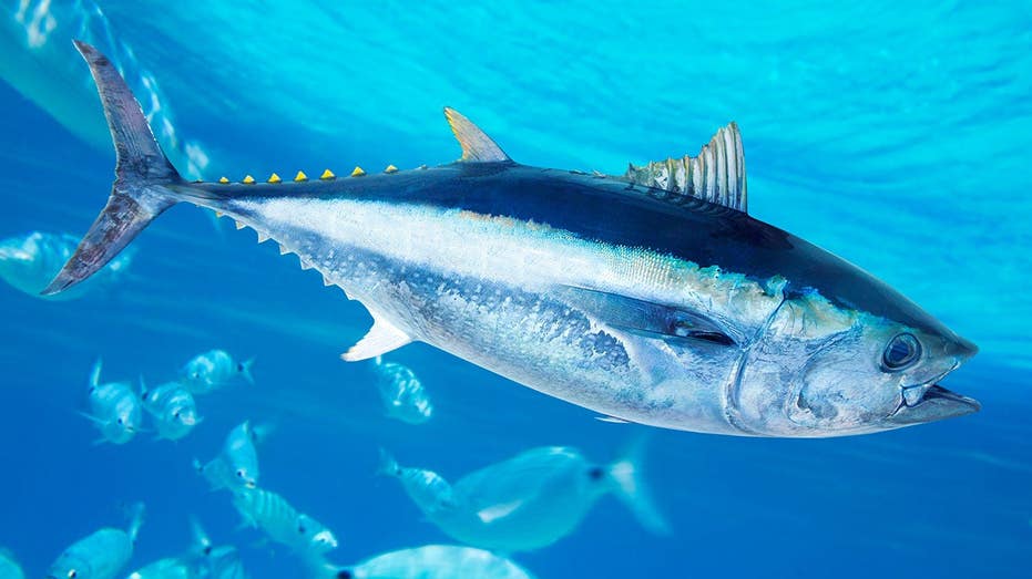 World-record bluefin tuna caught off the coast of San Diego on rod and reel by sport fisherman